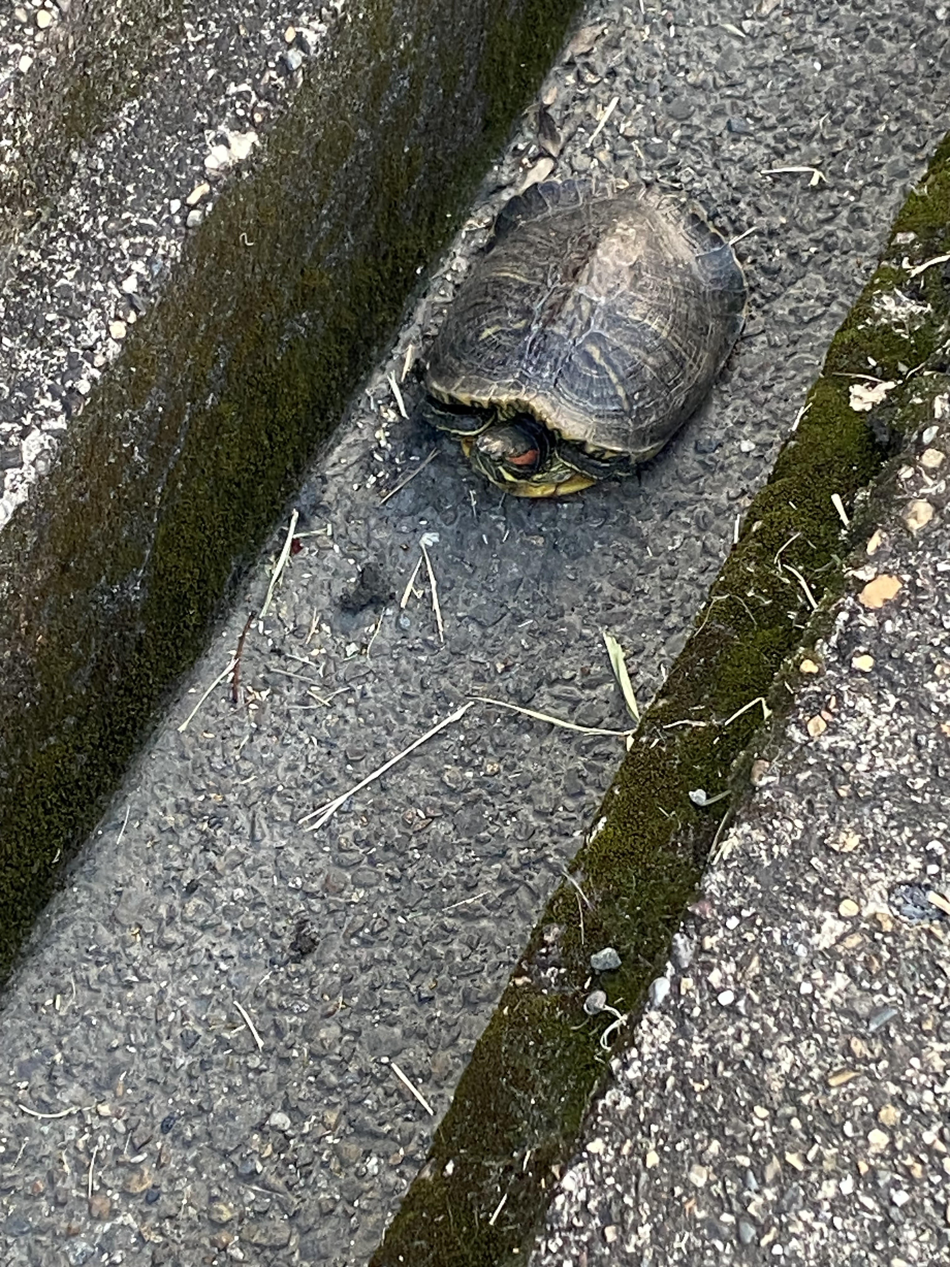 側溝にミシシッピアカミミガメいた！デカ！