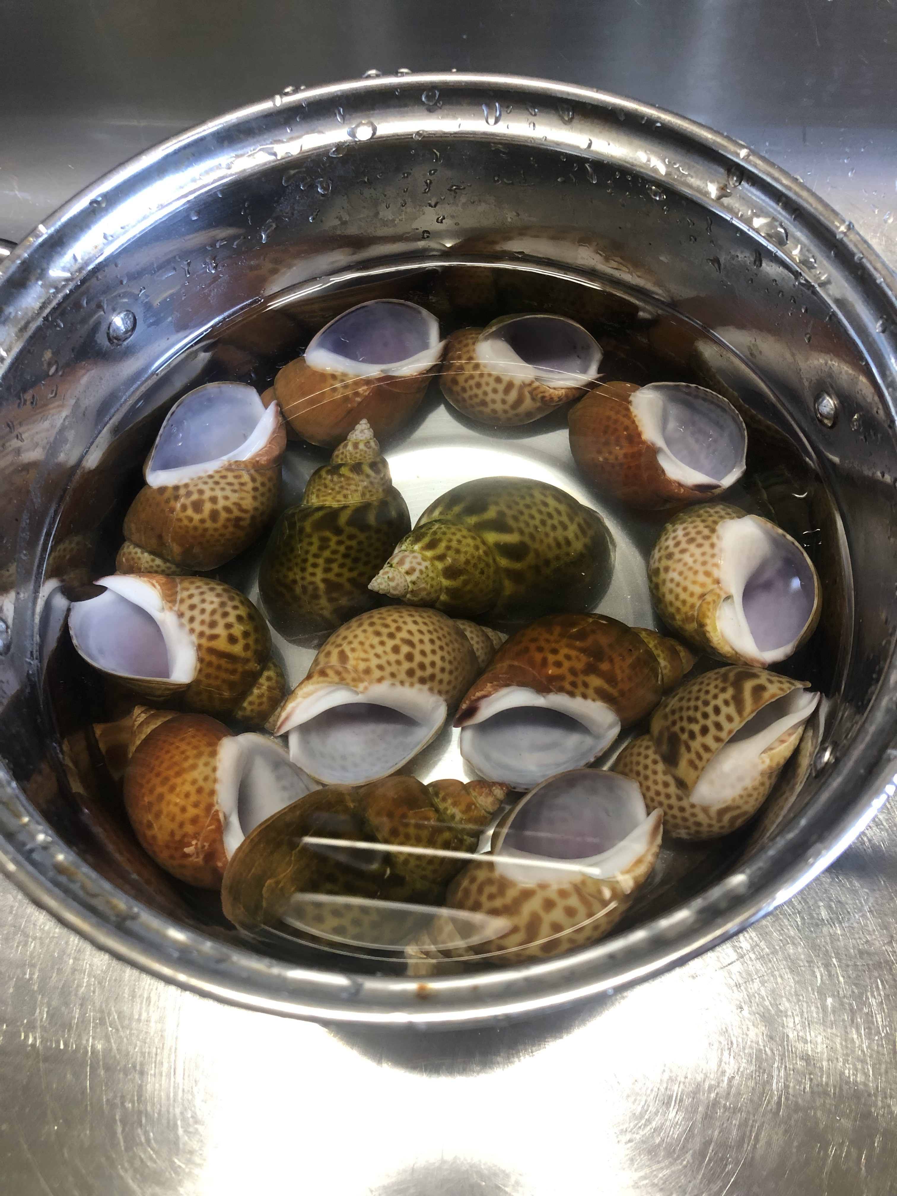 貝殻の匂い消しって