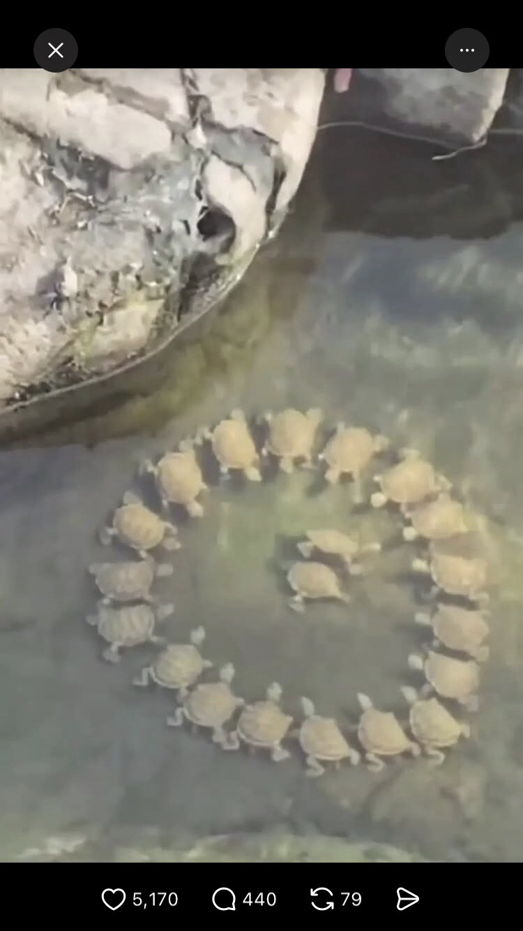 カメたちは何をしてるんでしょう？