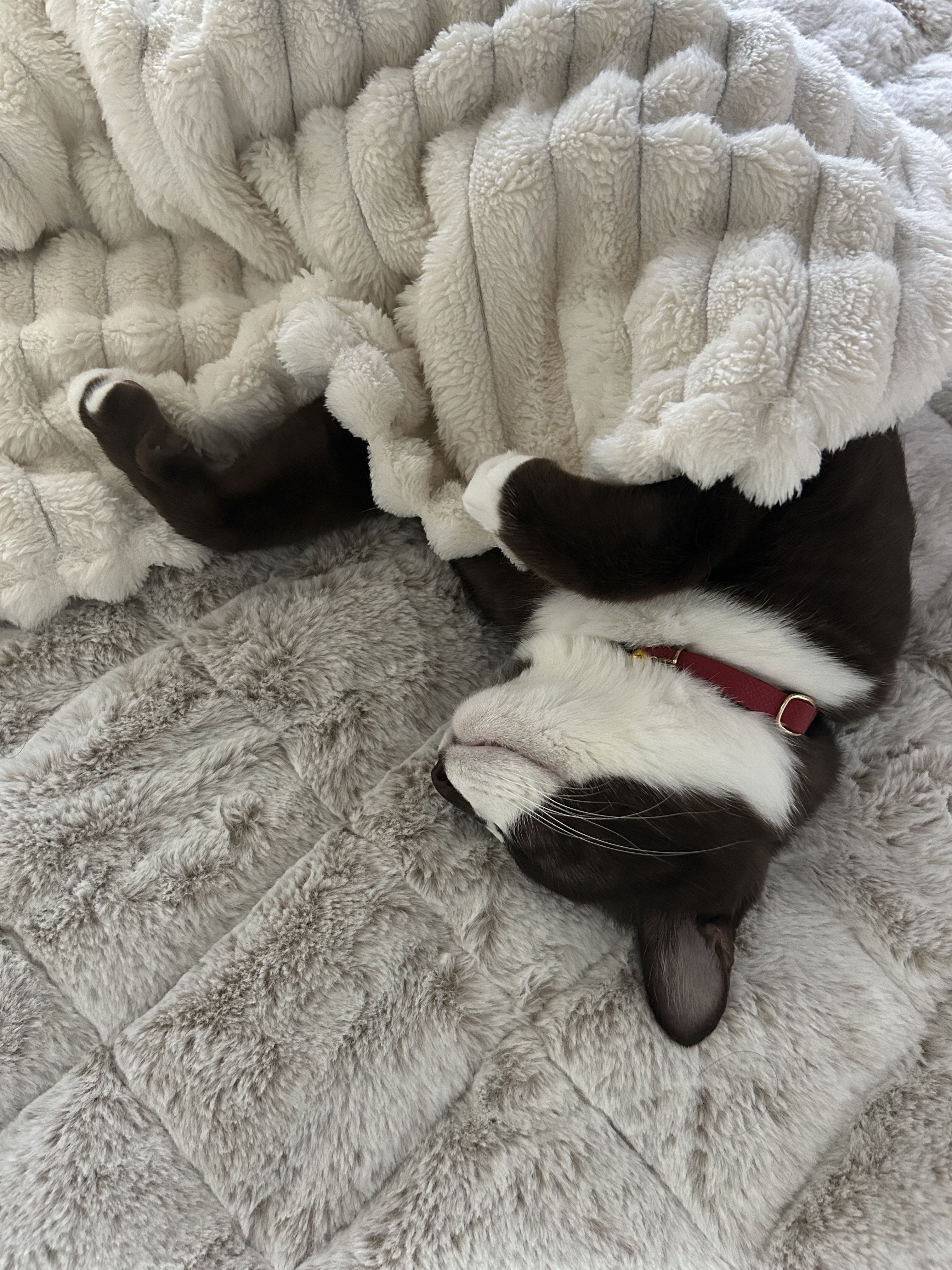 ねこ好きな人いますか(=^x^=)？