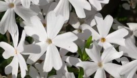 ゆあちゃんの2025/5/9 (金) 17:21のブログ