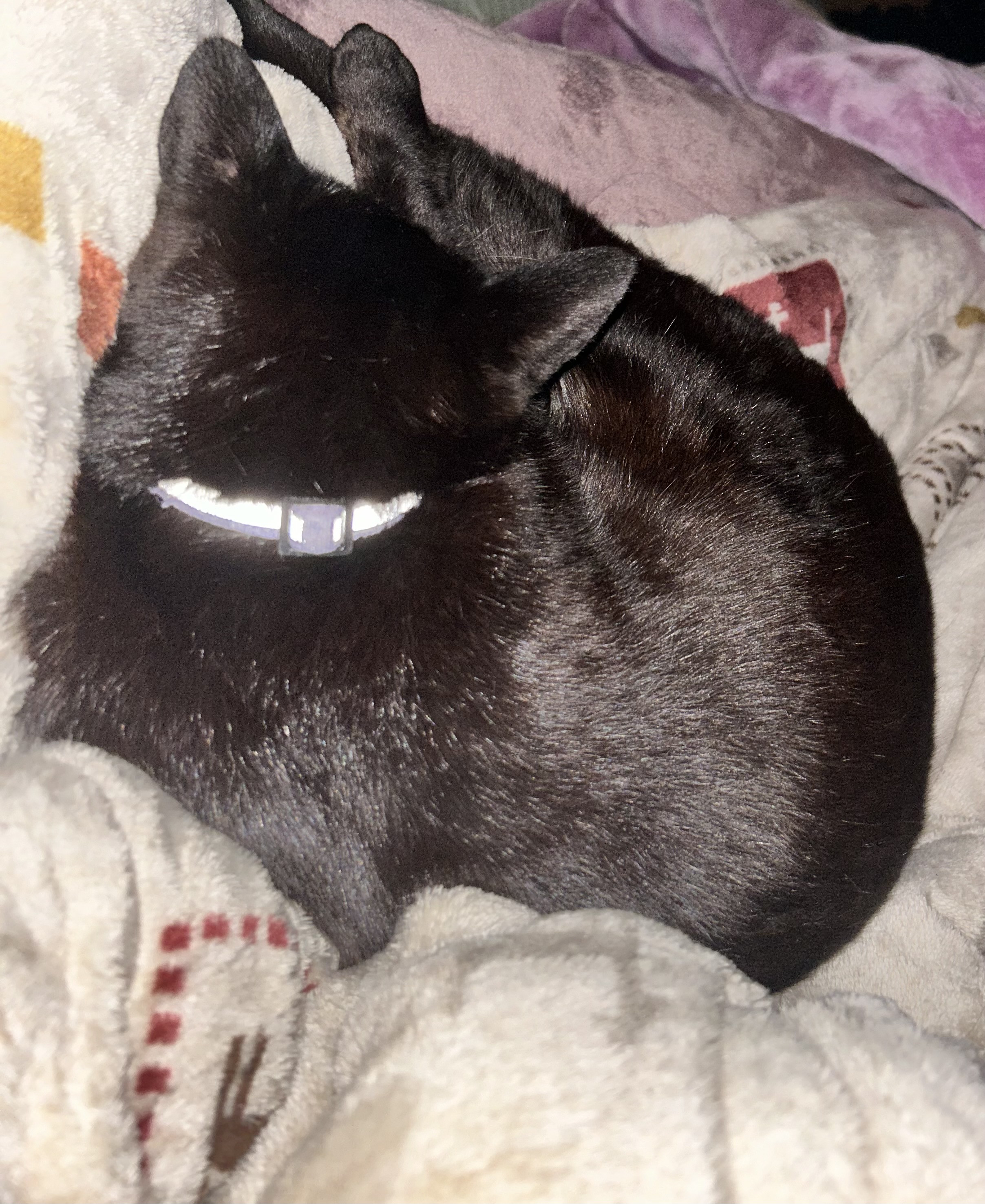 2日目の配信ありがとう