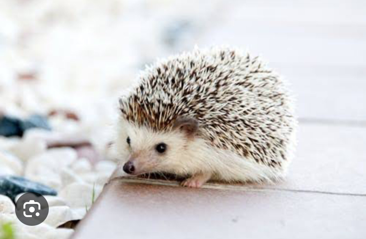 久々だよー∩^ω^∩