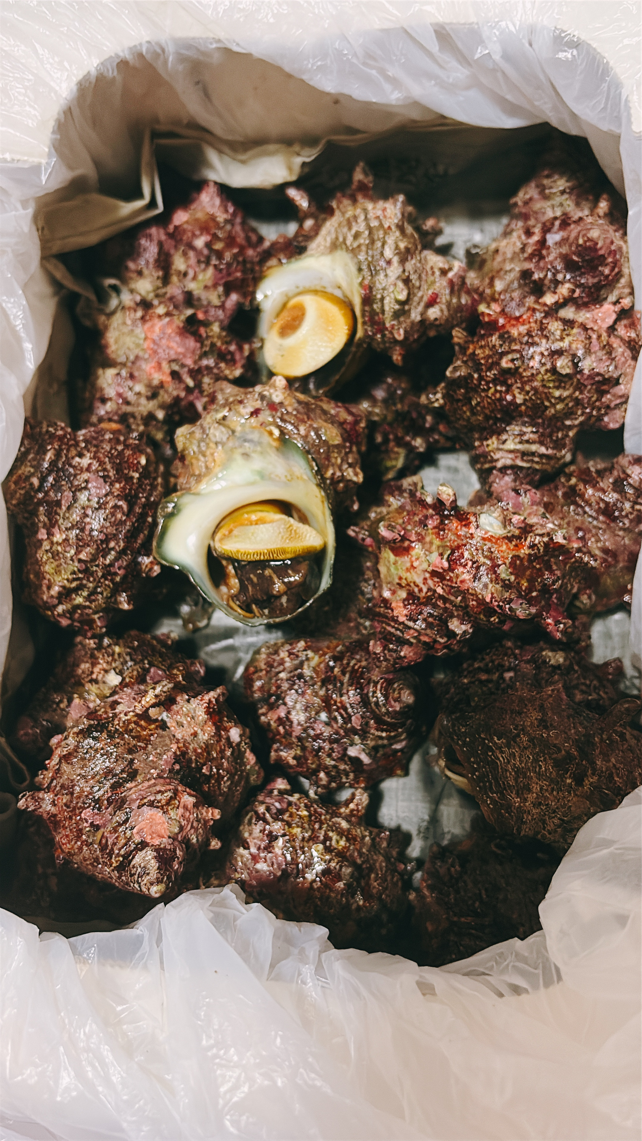 隠岐の島から。