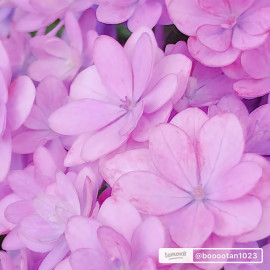 ひなちゃんの2025/6/27 (金) 17:38のブログ