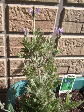 あきちゃんの2025/6/7 (土) 07:06のブログ