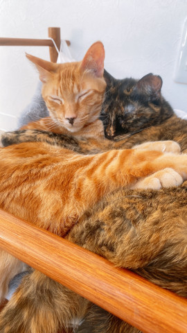 こころちゃんの7/31 (木) 13:17のブログ