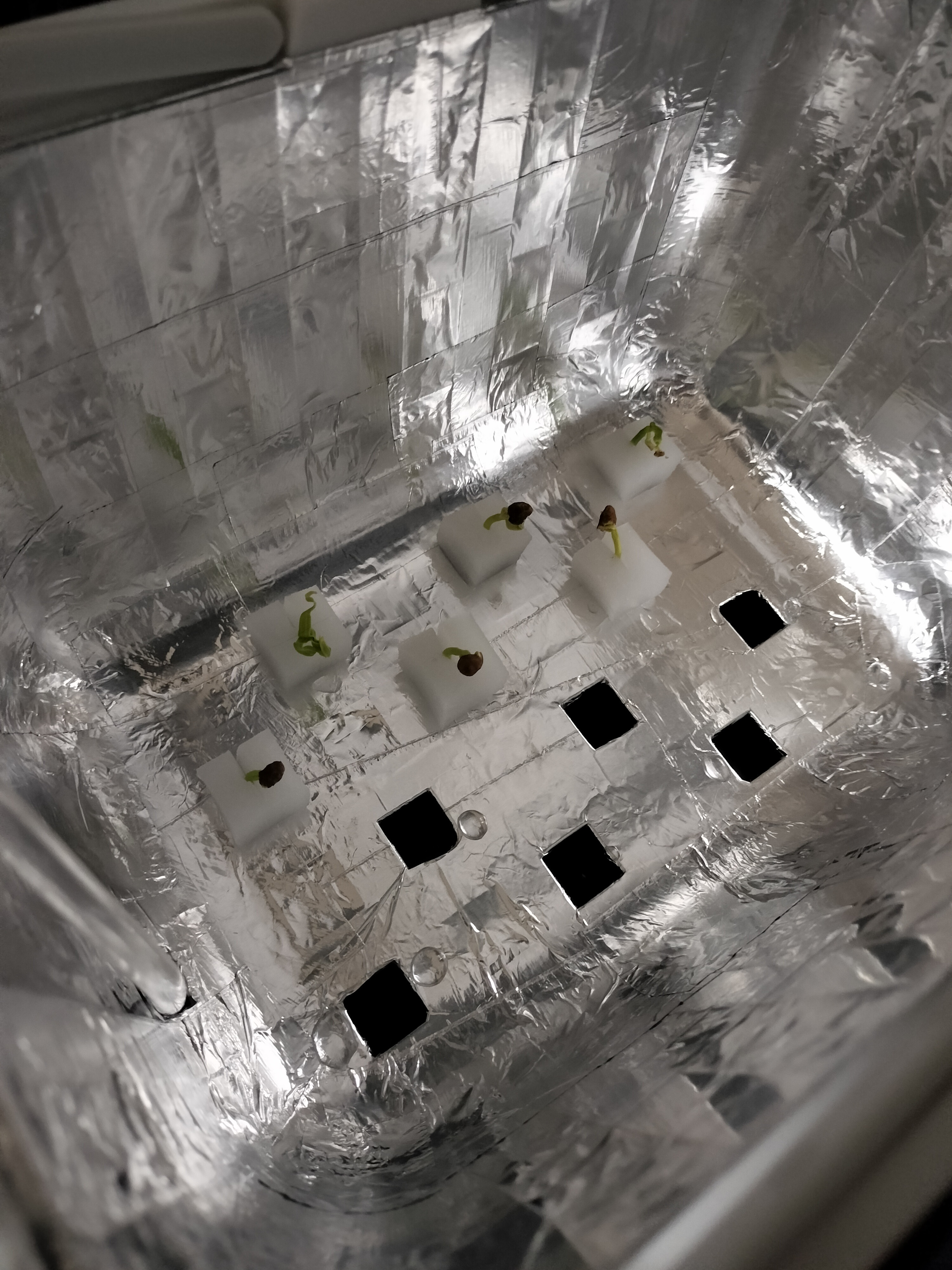 水耕栽培始めました！