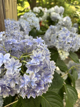 美夜ちゃんの2025/6/25 (水) 17:42のブログ