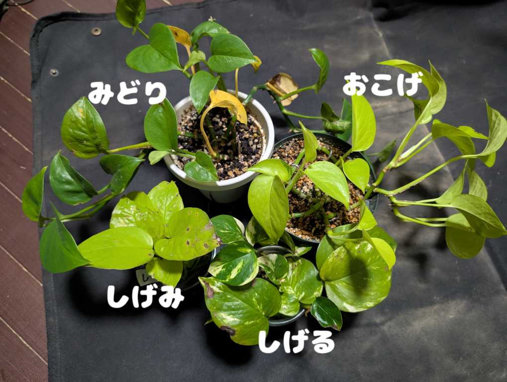 ポトスの植えかえした！