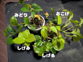 ポトスの植えかえした！
