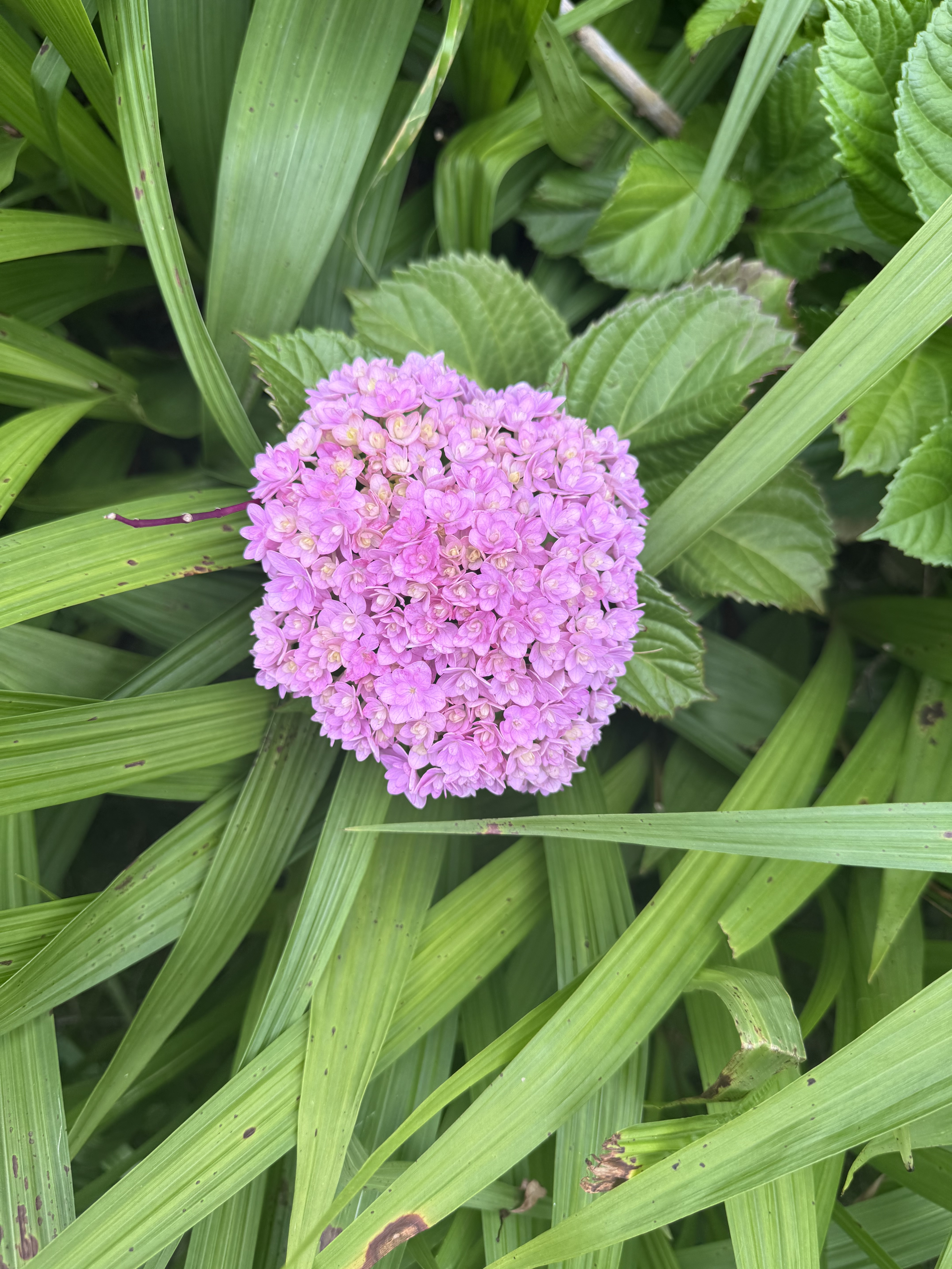 梅雨と言えば紫陽花