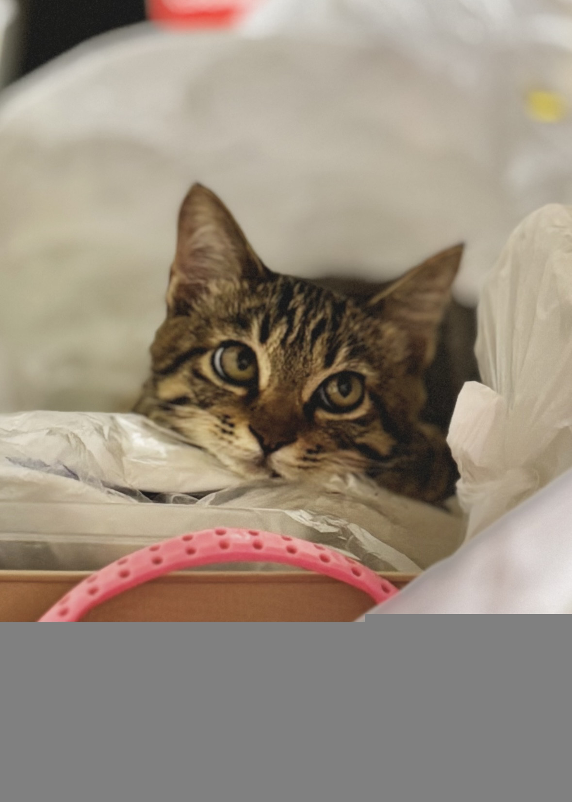 おてんばむすめ