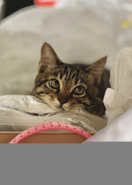 ぴーさんちゃんの10/1 (水) 23:31のブログ