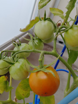 いとちゃんの2025/7/12 (土) 12:05のブログ