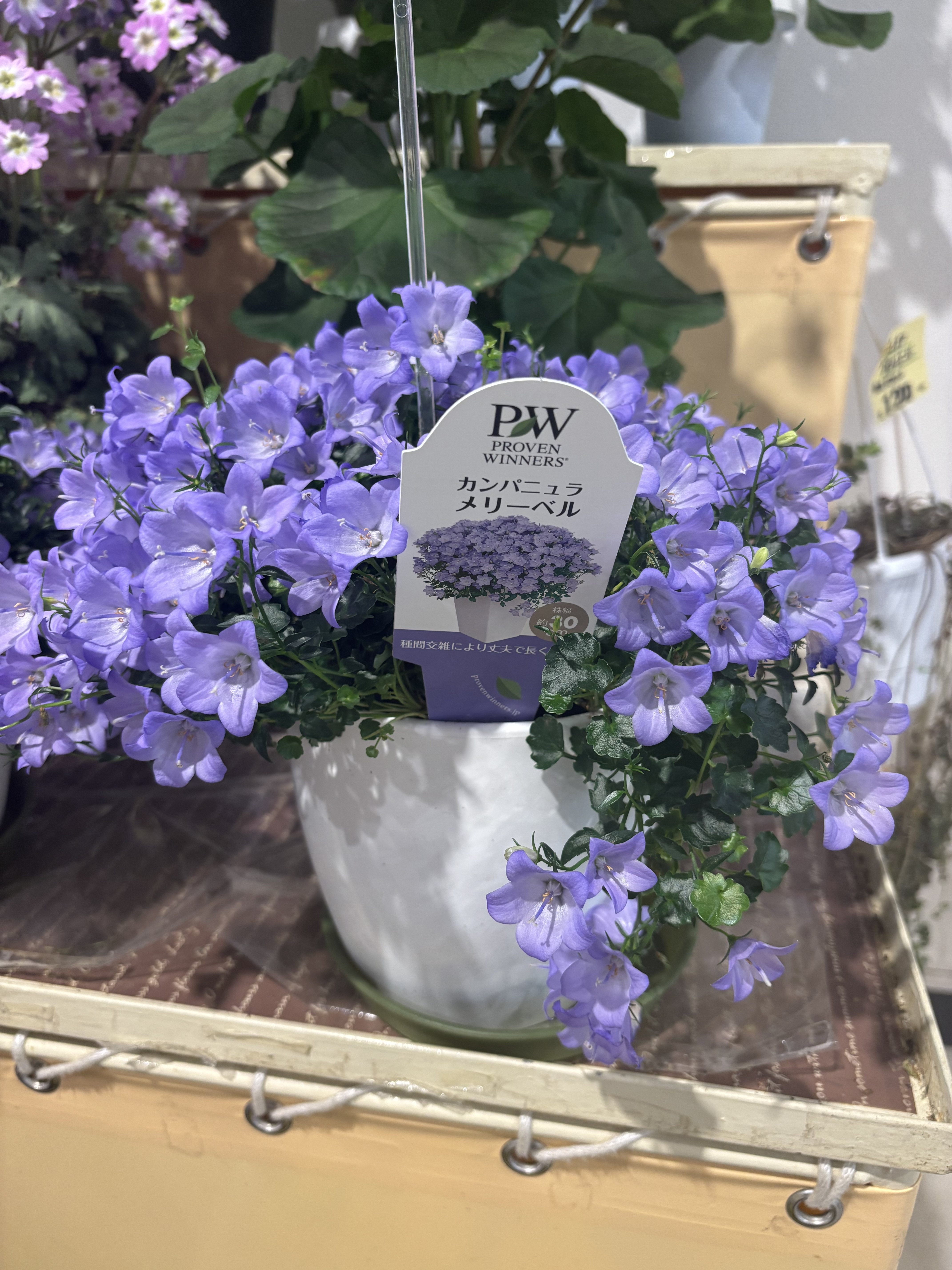 一目惚れしたお花