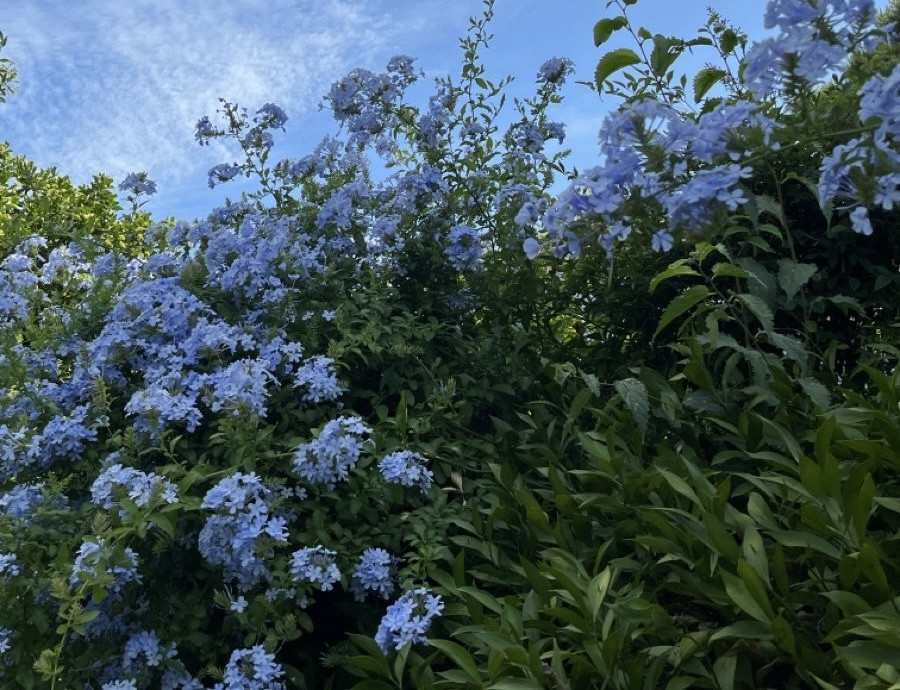 らら今日は配信！