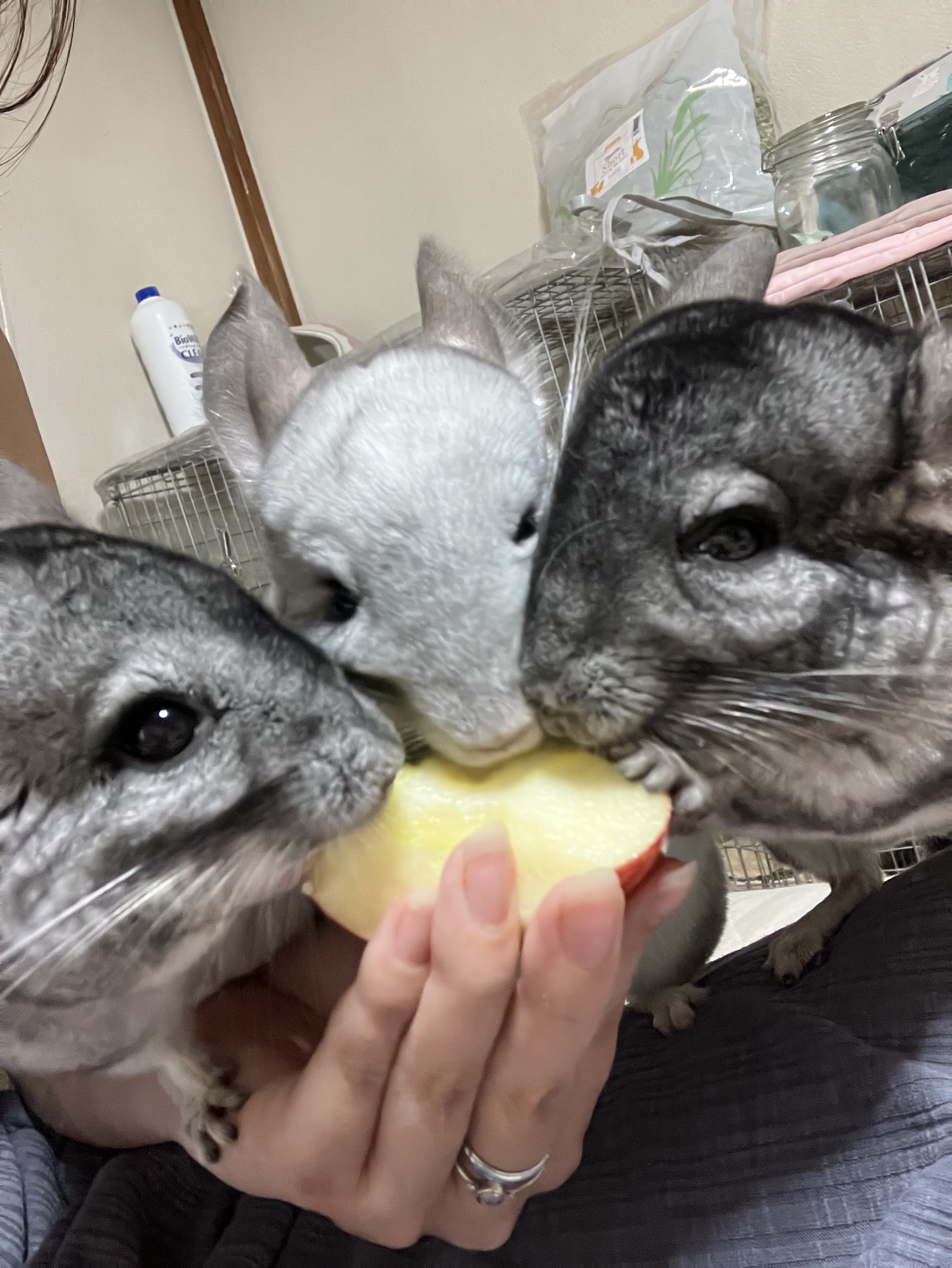 今日から始めました！21時配信します！