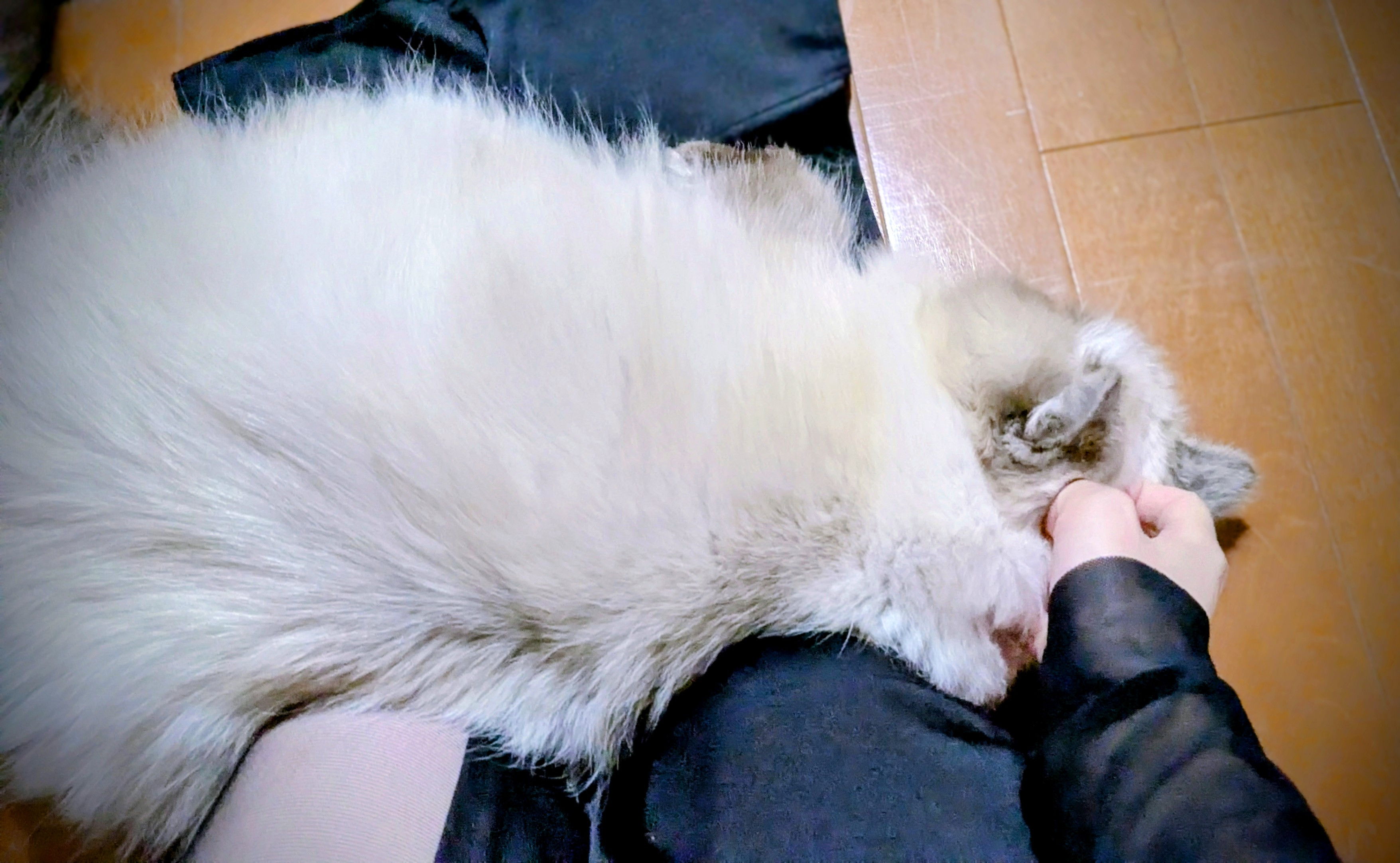 あまえんぼモードのねこさん(ΦωΦ)