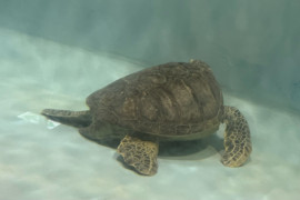 こむぎちゃんの2025/9/11 (木) 22:29のブログ