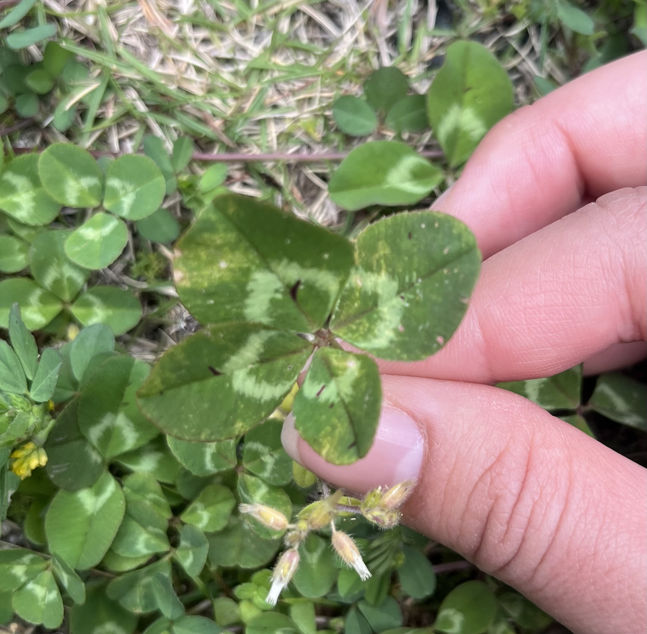 いいことないかな？