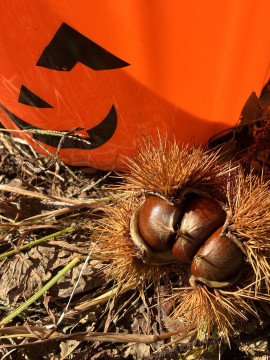 すみれちゃんの9/28 (日) 18:41のブログ