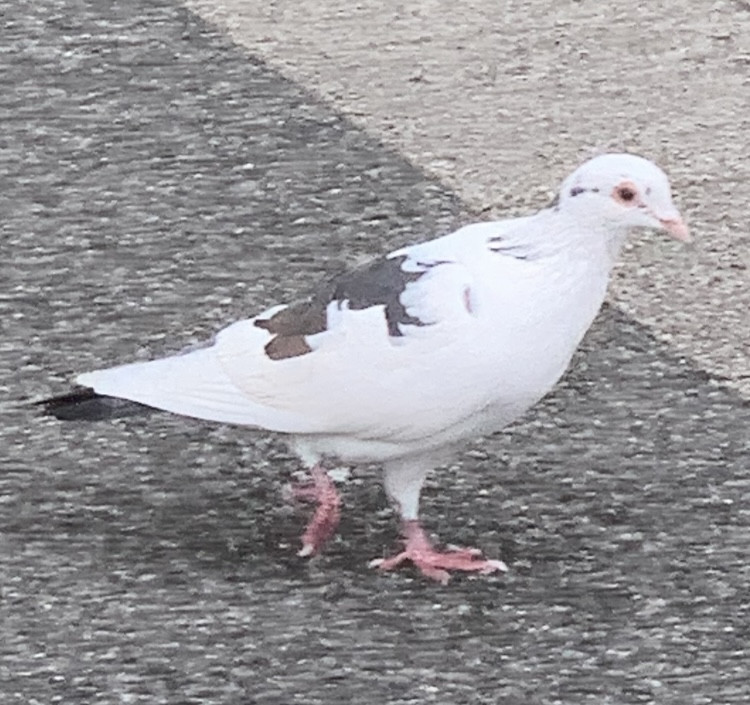 白い鳩をみるといいことあるかな？