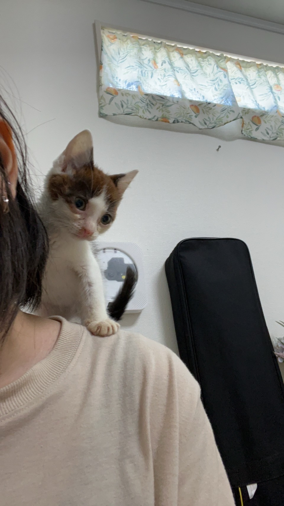 ねこちゃんきゃわわ