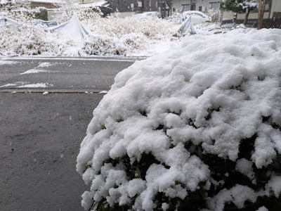 初雪・初積雪