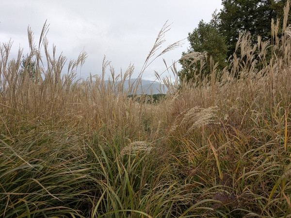 山歩きしてきました