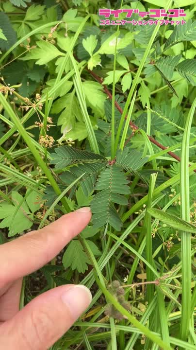 おじぎ草