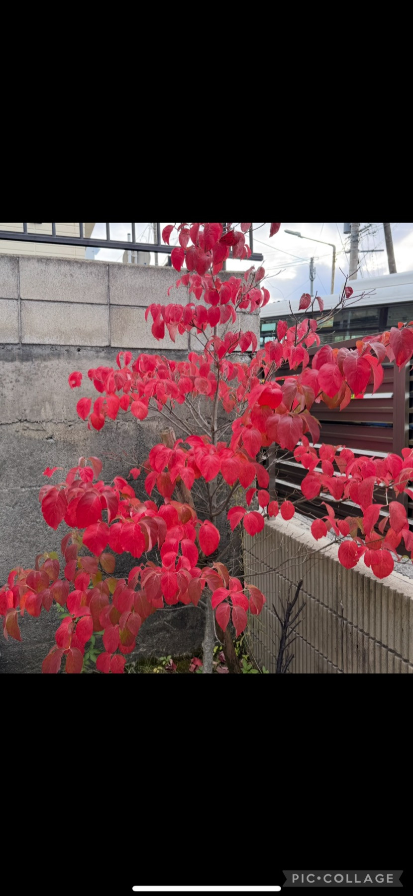 庭のハナミズキ