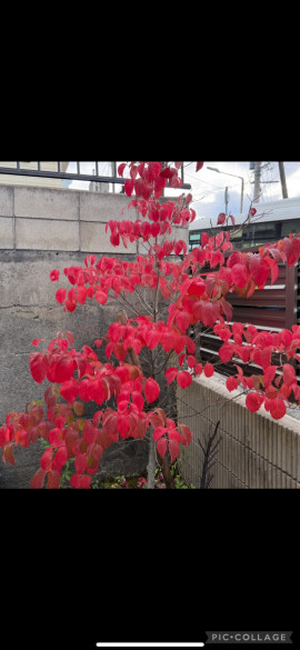 yunaちゃんの11/12 (水) 17:40のブログ