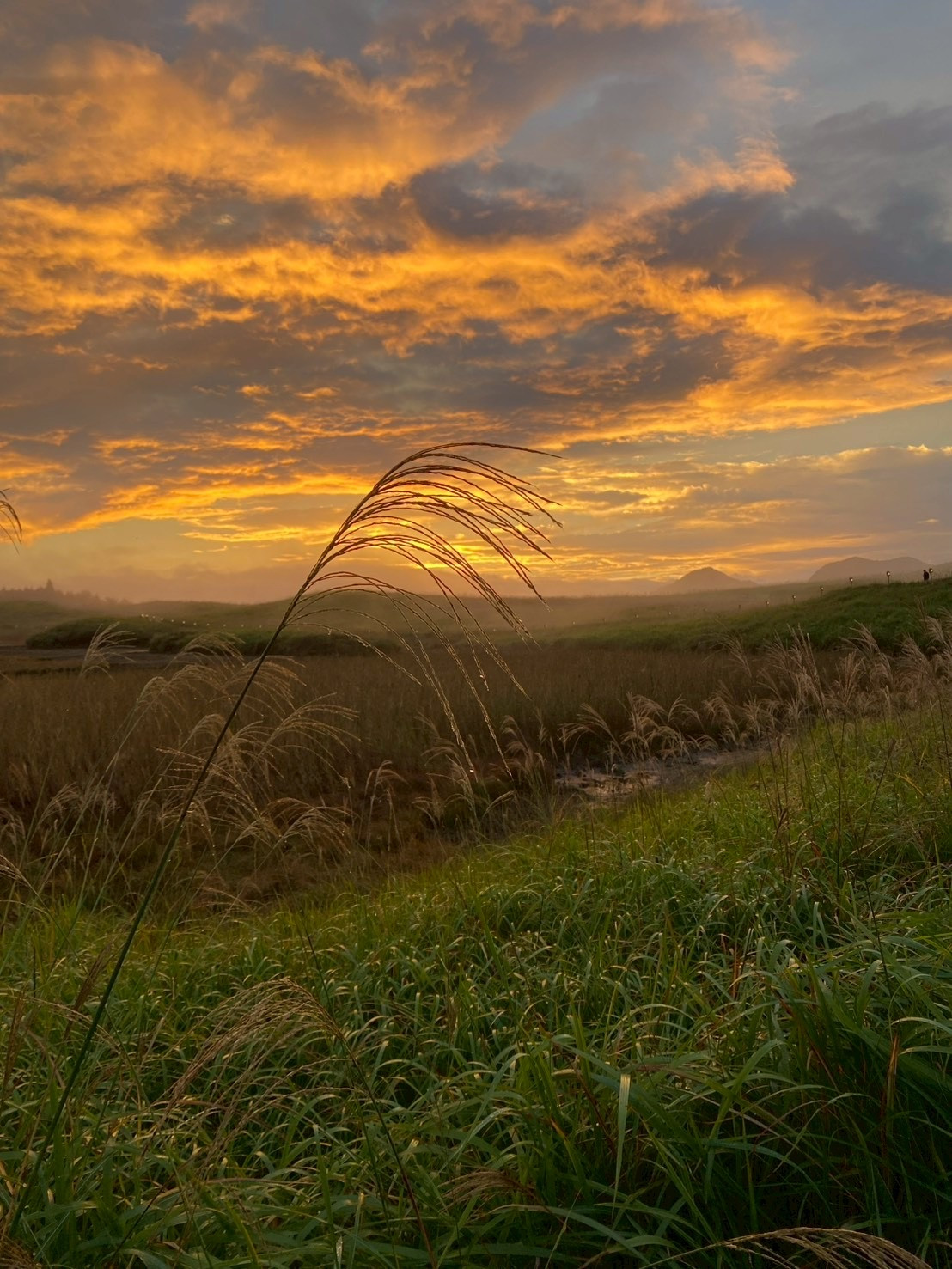 肌寒い今日この頃