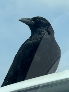 びっくり??