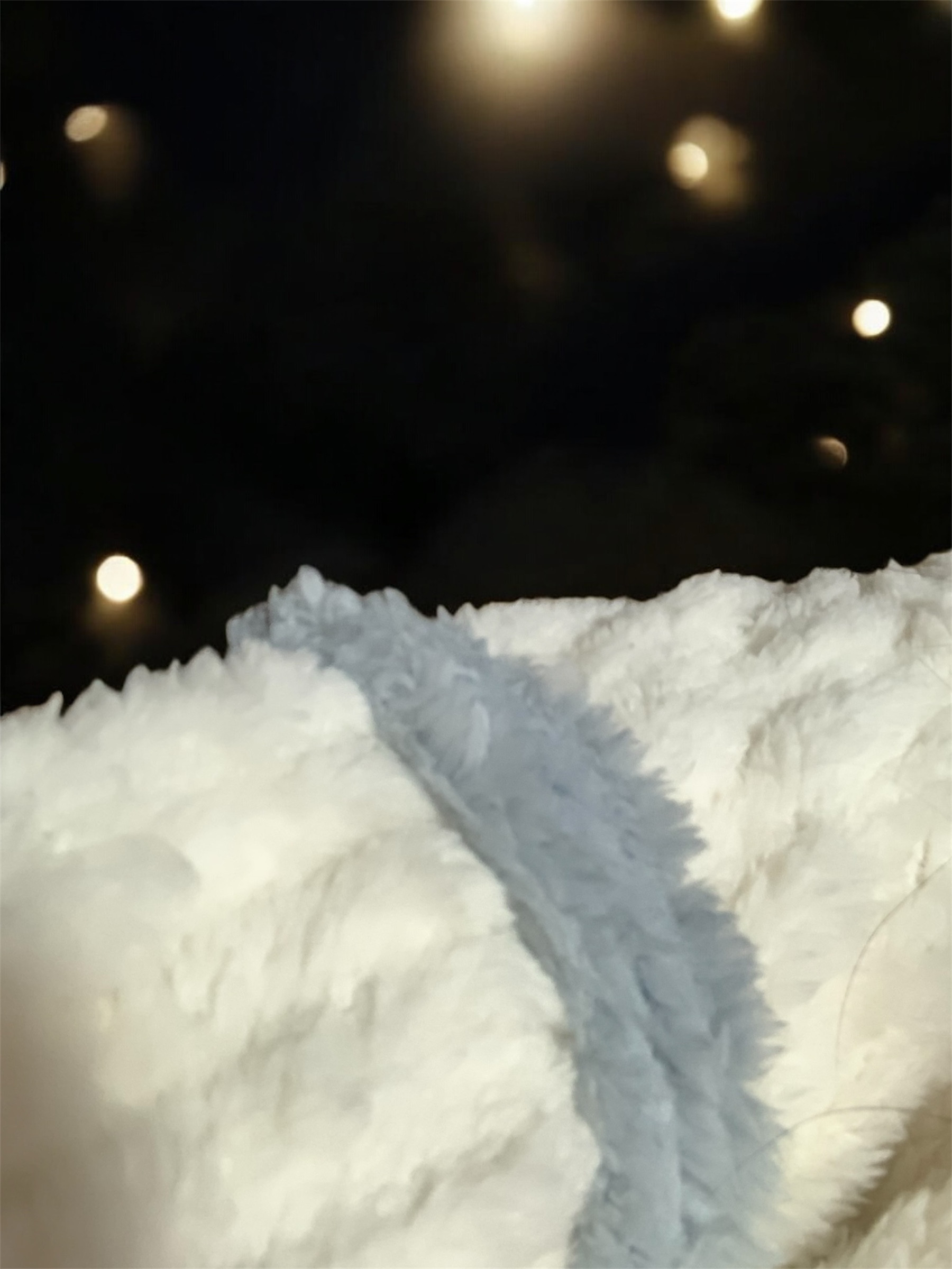 ふわもこの季節