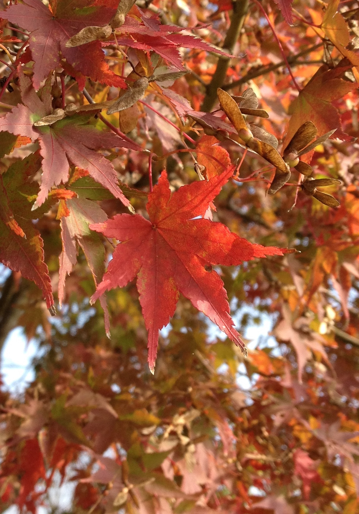 ??HAPPY HALLOWEEN！?