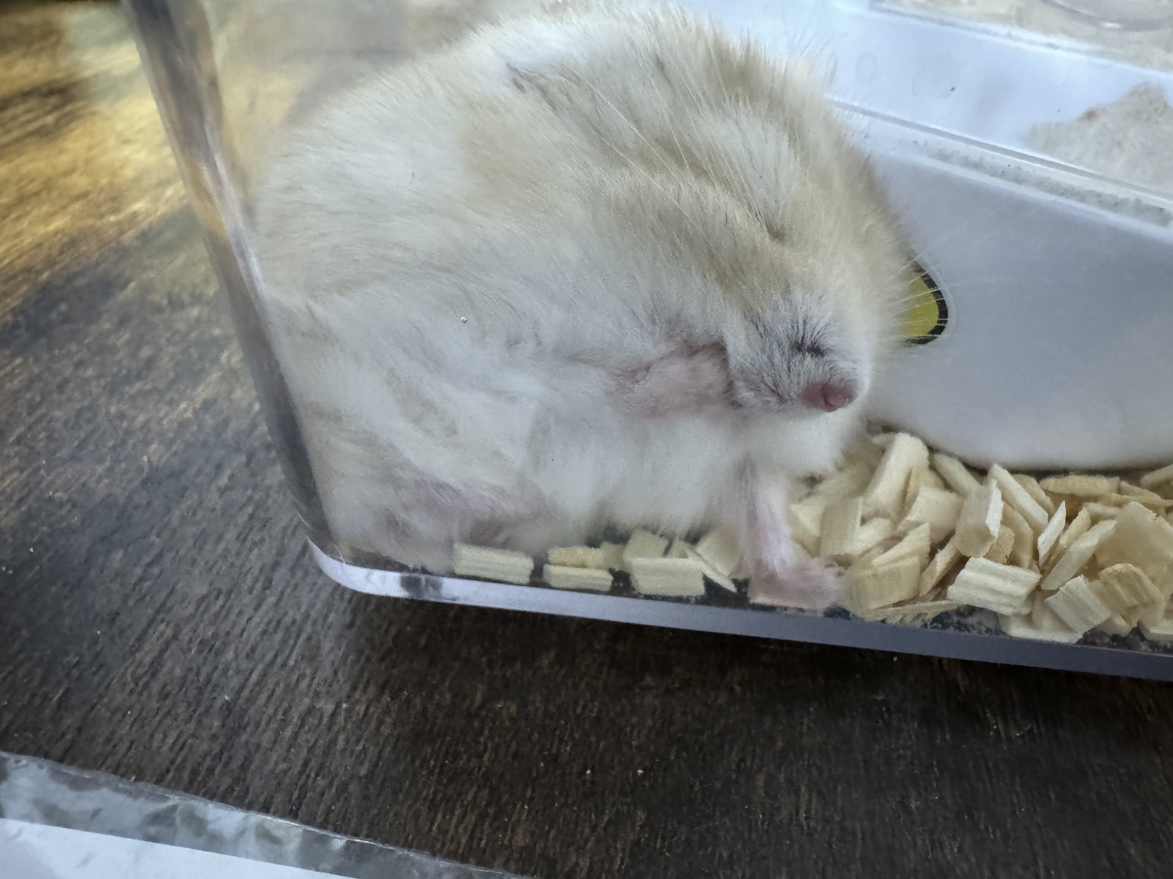 今週は毎日やります！