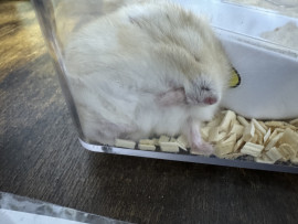 今週は毎日やります！