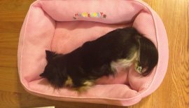 ♪るる姫♪ちゃんの2015/9/11 (金) 14:20のブログ
