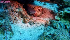 花音ちゃんの1/7 (水) 02:04のブログ