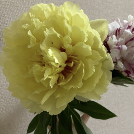 綾乃ちゃんの2/1 (日) 20:31のブログ