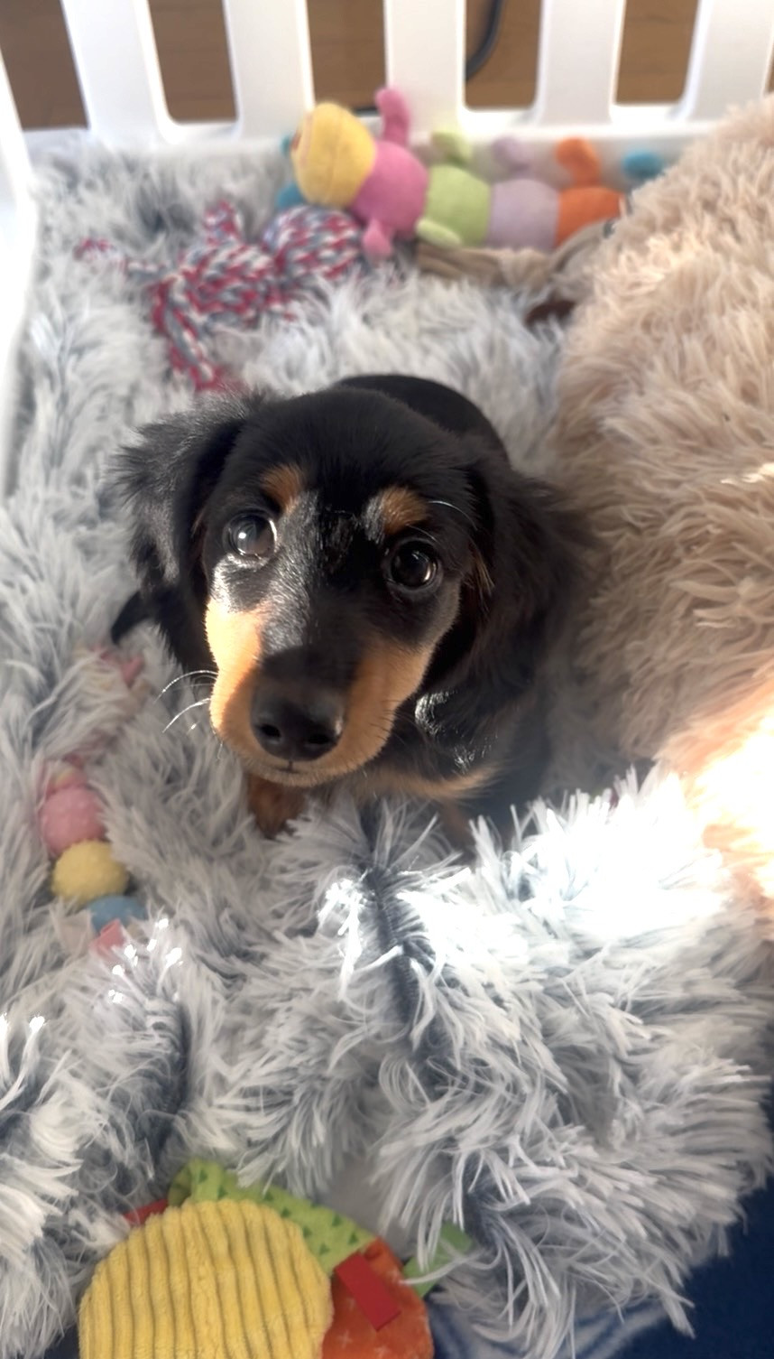 うちのわんちゃん?