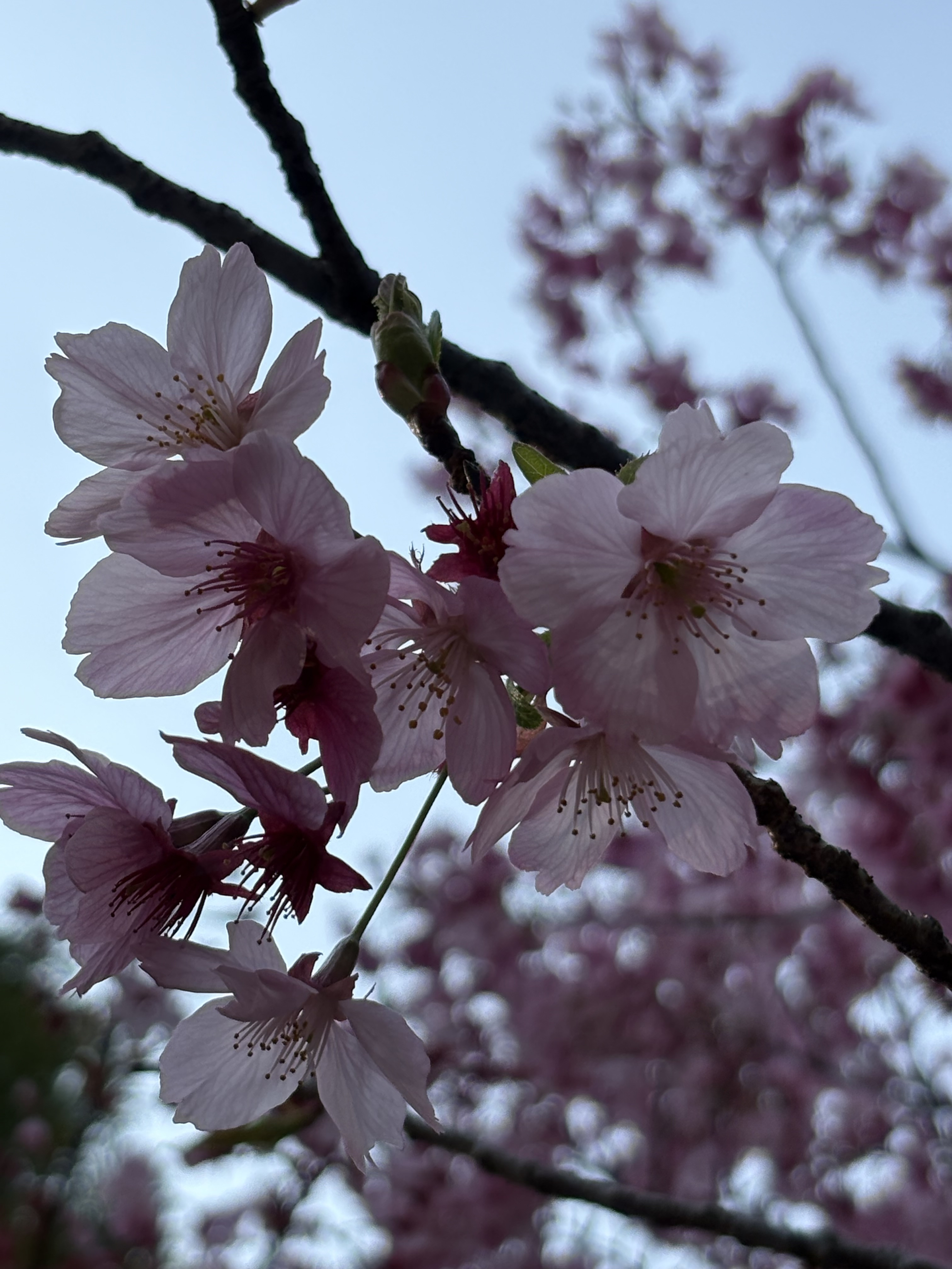 お花見しましたか？
