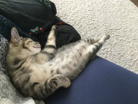 懐かしいにゃん♪