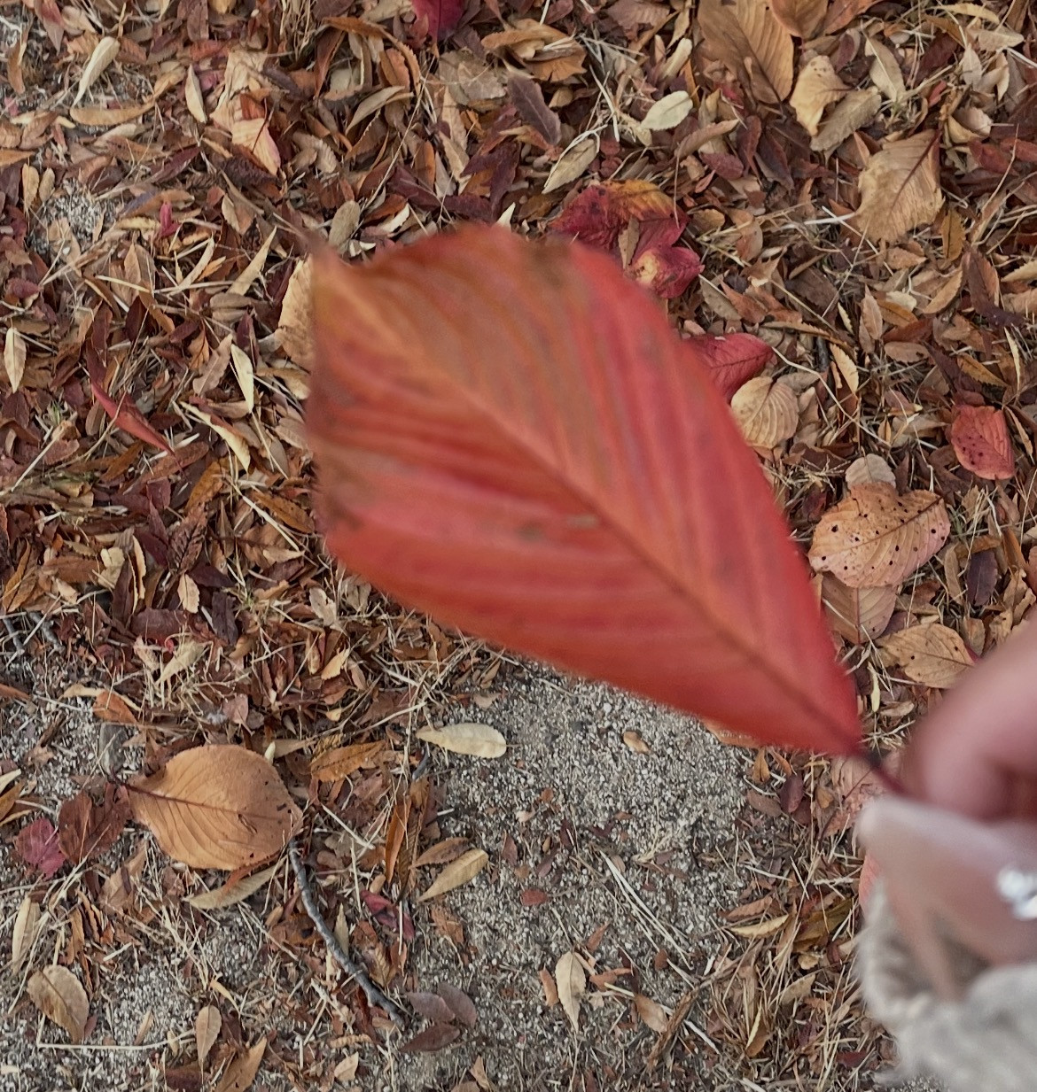 にこめ！ねむたい。