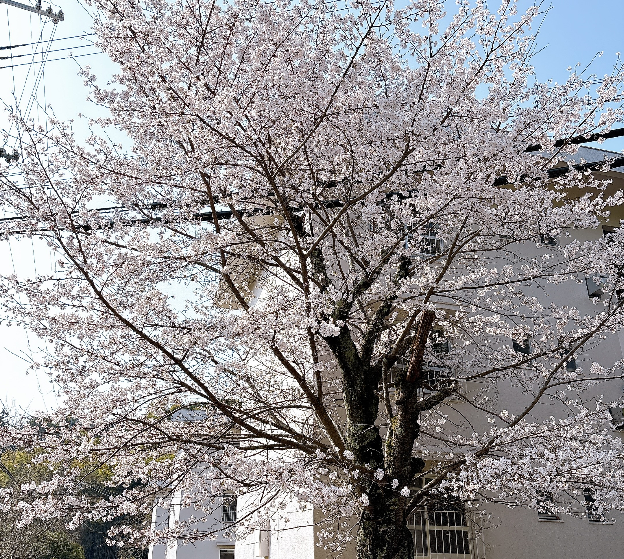 3日前は咲いてなかった