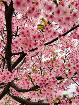 かなちゃんの昨日 21:34のブログ