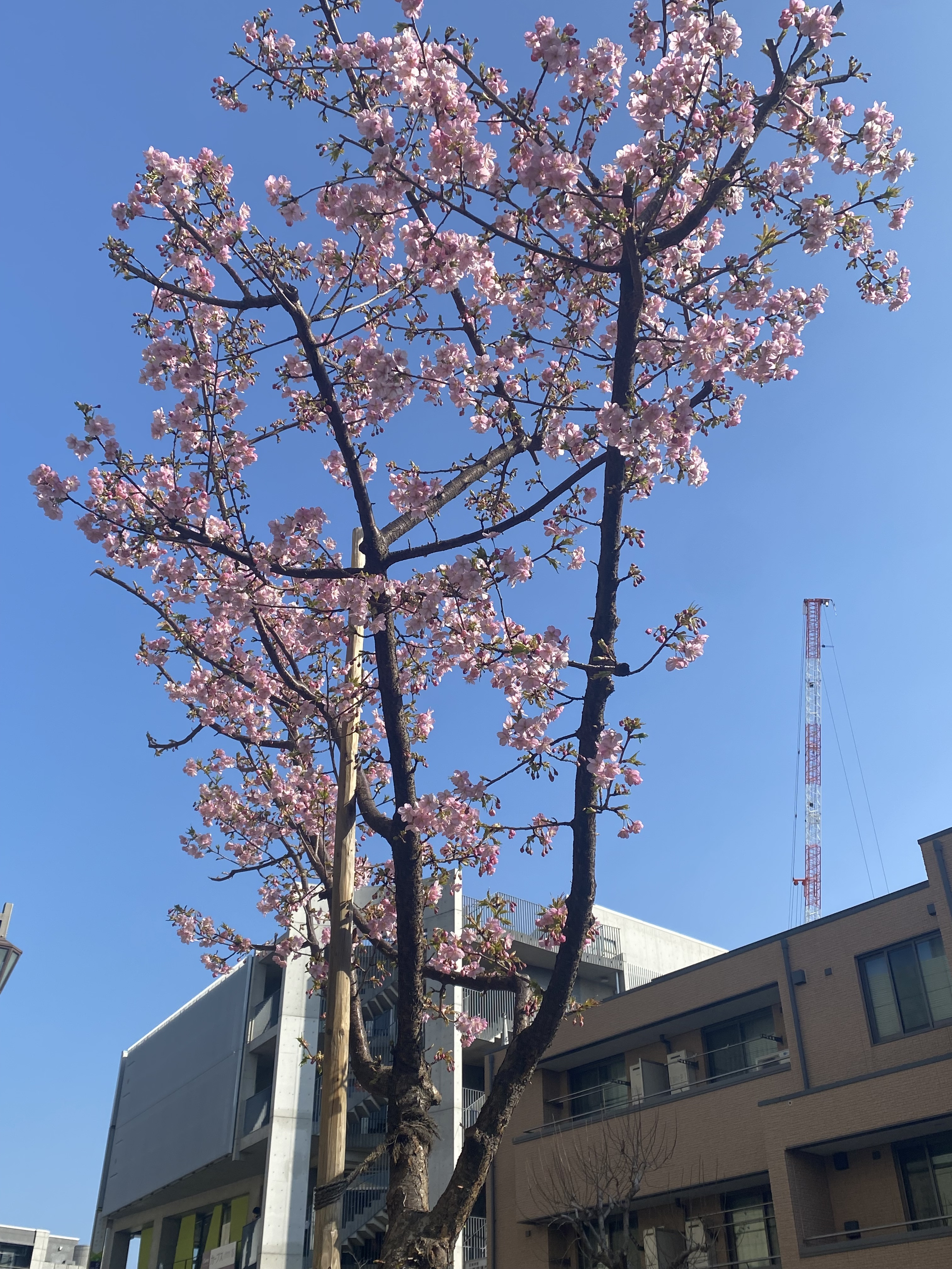 桜ってもう咲いてる？