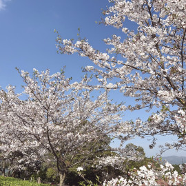 ひなちゃんの4/5 (日) 22:47のブログ